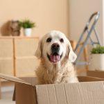 Moving With Pets Long Distance: Tips for a Safe and Stress-Free Relocation