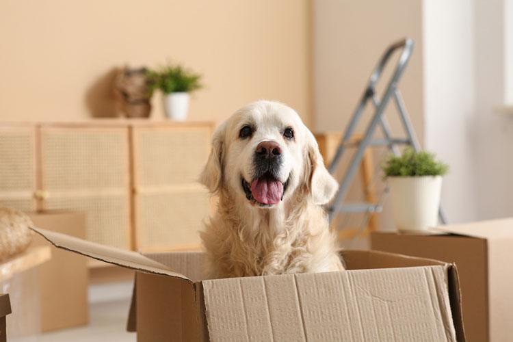 Moving With Pets